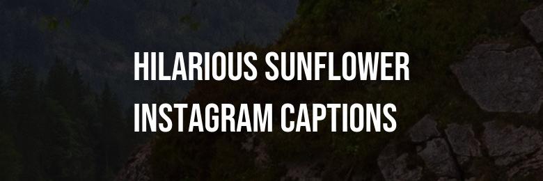 2024 Collection: 104 Adorable, Joyful, and Hilarious Sunflower Instagram Captions