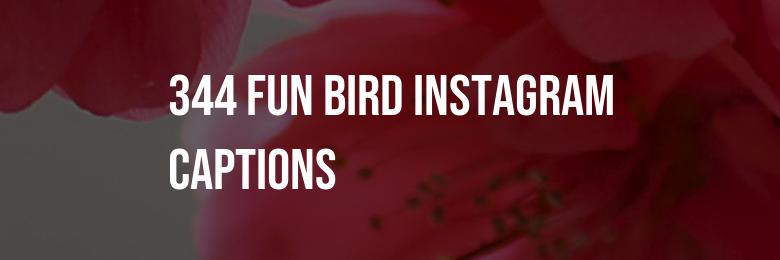 344 Fun Bird Instagram Captions – Catchy Puns & Quotes