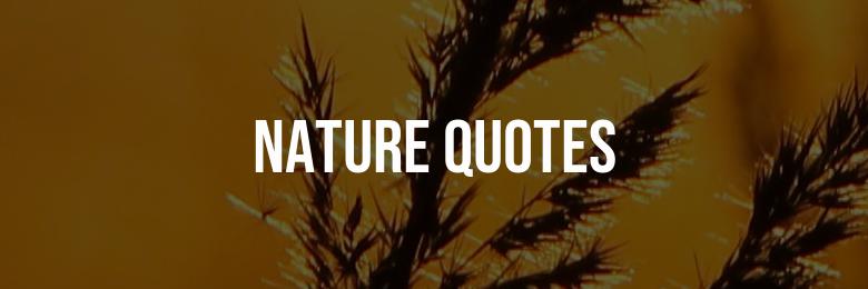 Top 50 Inspiring Nature Quotes for Instagram